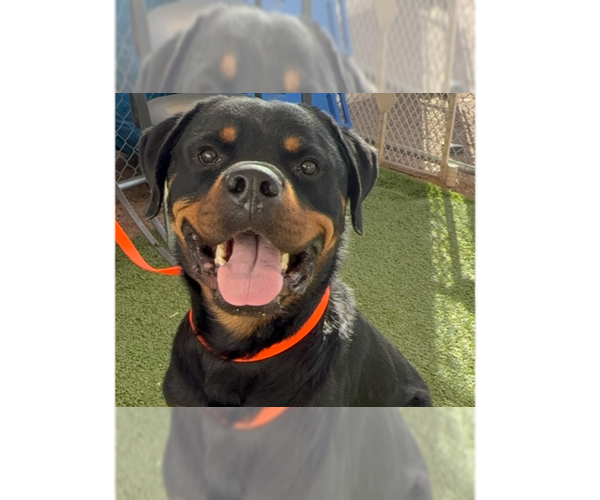Medium Photo #1 Rottweiler Puppy For Sale in Gilbert, AZ, USA