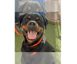 Rottweiler Dogs for adoption in Gilbert, AZ, USA