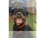 Zeke - Male Rottweiler Dog for Adoption - Small photo