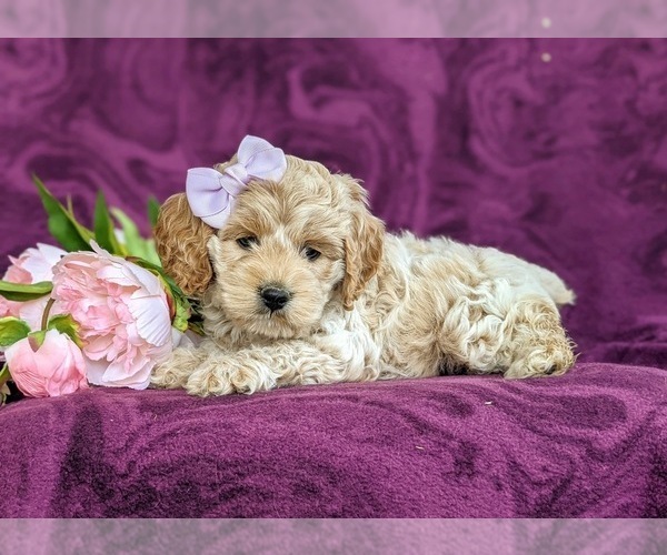 Medium Photo #4 Cockapoo-Poodle (Miniature) Mix Puppy For Sale in NEW HOLLAND, PA, USA