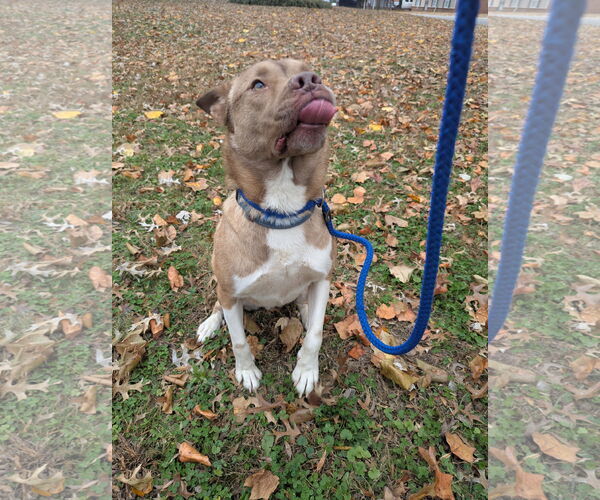 Medium Photo #2 American Pit Bull Terrier-Siberian Husky Mix Puppy For Sale in Munford, TN, USA