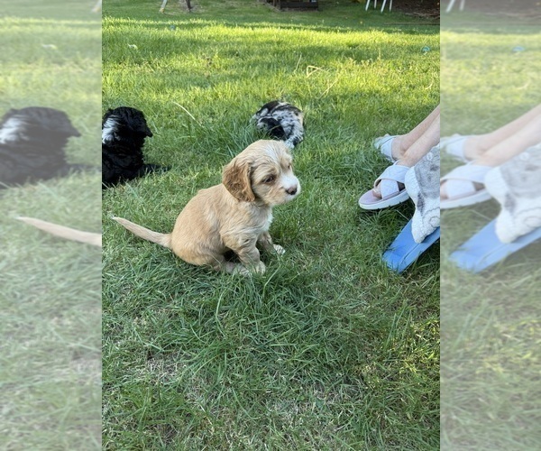 Medium Photo #6 Cocker Spaniel-Sheepadoodle Mix Puppy For Sale in SAMMAMISH, WA, USA