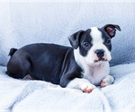 Puppy Zeb Boston Terrier