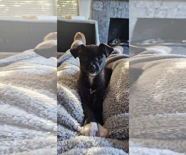 Medium Photo #7 Chihuahua-Unknown Mix Puppy For Sale in Corona, CA, USA
