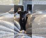Small #6 Chihuahua Mix