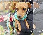 Small #5 Chihuahua