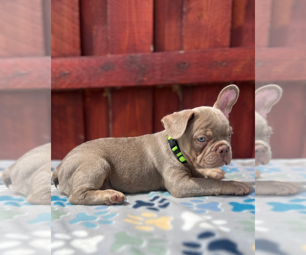 Medium Photo #6 French Bulldog Puppy For Sale in SACRAMENTO, CA, USA