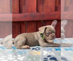 Small #5 French Bulldog