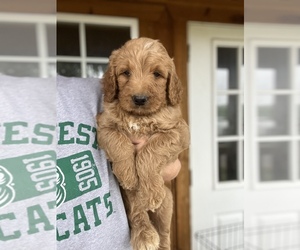 Goldendoodle Puppy for sale in MARYVILLE, MO, USA