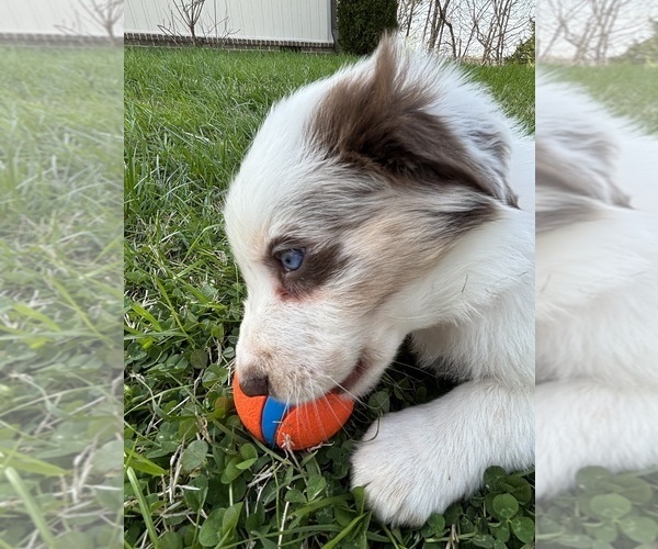 Medium Photo #41 Border Collie Puppy For Sale in MARYVILLE, TN, USA