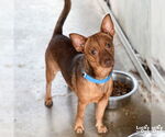 Small Chihuahua Mix