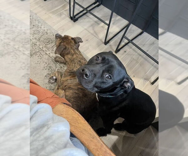 Medium Photo #4 American Pit Bull Terrier-Unknown Mix Puppy For Sale in Germantown, OH, USA