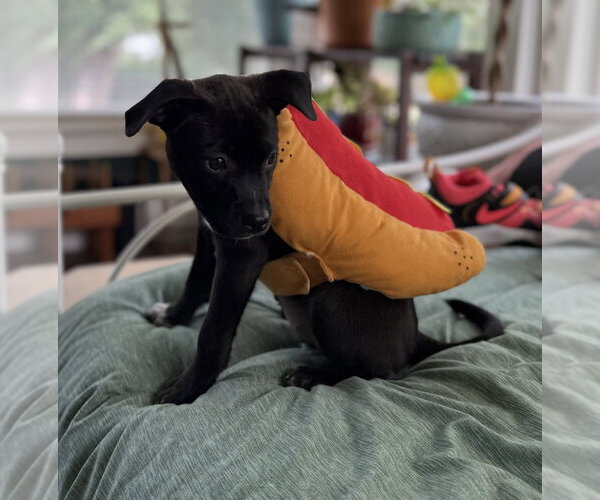 Medium Photo #7 Mutt Puppy For Sale in OKLAHOMA CITY, OK, USA
