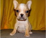Small Photo #7 French Bulldog Puppy For Sale in VERONA, MO, USA