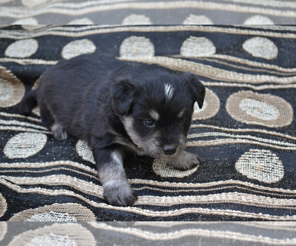 Medium Photo #1 Alaskan Klee Kai-Pomeranian Mix Puppy For Sale in GREENWOOD, WI, USA