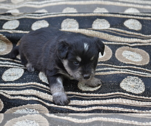 Medium Alaskan Klee Kai-Pomeranian Mix