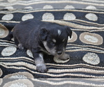Puppy 1 Alaskan Klee Kai-Pomeranian Mix