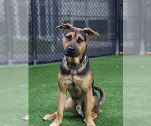 German Shepherd Dog-Unknown Mix Dogs for adoption in Naples, FL, USA