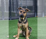 BRONX - Male German Shepherd Dog-Unknown Mix Dog for Adoption - Small photo