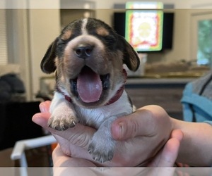 Beagle Puppy for sale in GAINESVILLE, FL, USA