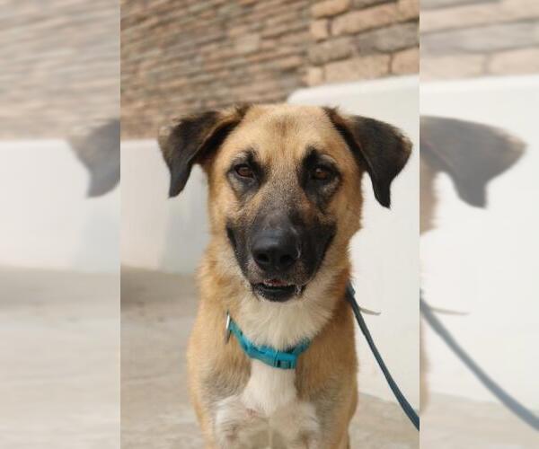 Medium Photo #1 Anatolian Shepherd Puppy For Sale in Claremore, OK, USA