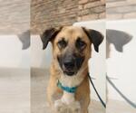 Small Anatolian Shepherd