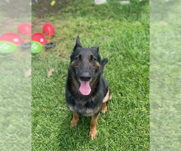 Medium Photo #5 German Shepherd Dog-Unknown Mix Puppy For Sale in Rosenberg, TX, USA