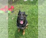 Small #4 German Shepherd Dog Mix