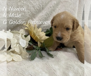 Medium Golden Retriever