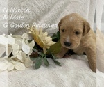 Puppy Naveen Golden Retriever