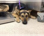 HOUDINI - Male German Shepherd Dog Dog for Adoption - Small photo