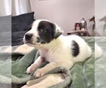 Small #1 Border Collie Mix