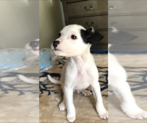 Dalmatian-Labrador Retriever Mix Puppy for sale in SAN DIEGO, CA, USA