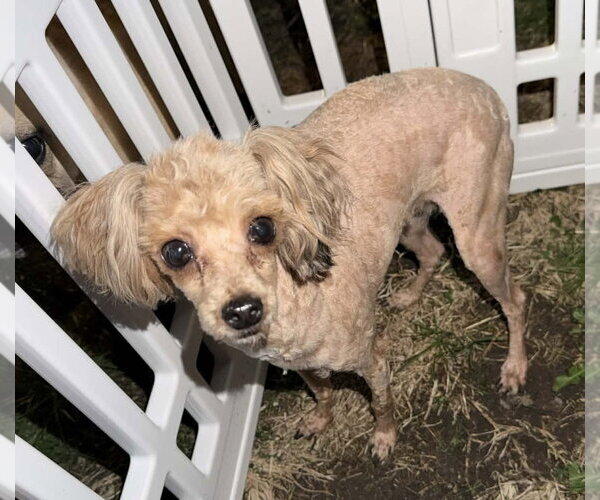 Medium Photo #7 Poodle (Toy) Puppy For Sale in Germantown, OH, USA
