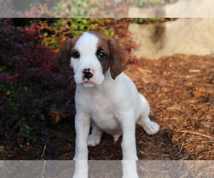 Boxer-Cavalier King Charles Spaniel Mix Puppy for sale in SHILOH, OH, USA