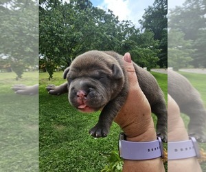 Medium American Bully