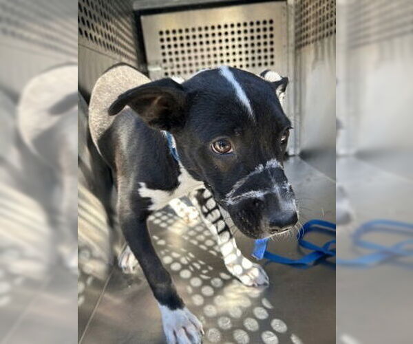Medium Photo #5 American Pit Bull Terrier-Border Collie Mix Puppy For Sale in Oak Bluffs, MA, USA