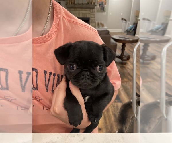 Medium Photo #2 Pug Puppy For Sale in SOMERSET, KY, USA
