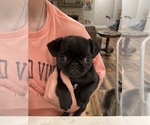 Small Photo #2 Pug Puppy For Sale in SOMERSET, KY, USA