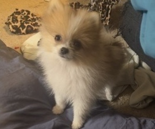 Medium Photo #6 Pomeranian Puppy For Sale in FIFE, WA, USA