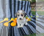 Small #2 Poodle (Miniature)