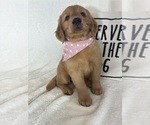 Image preview for Ad Listing. Nickname: Saffron