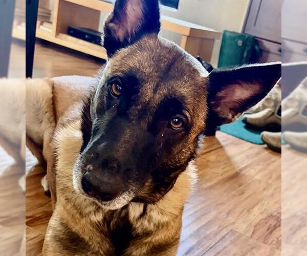 Medium Photo #3 Mutt Puppy For Sale in Camarillo, CA, USA