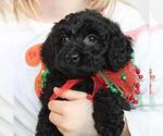 Small Photo #1 Goldendoodle (Miniature) Puppy For Sale in HOLDEN, MO, USA