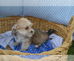 Small #3 Yorkshire Terrier-Zuchon Mix