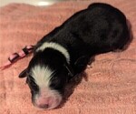 Small Photo #51 Australian Shepherd Puppy For Sale in SYLVA, NC, USA