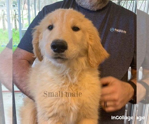 Medium Photo #1 Golden Retriever Puppy For Sale in EHRHARDT, SC, USA