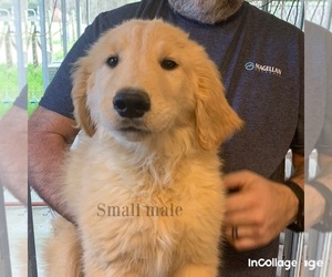 Golden Retriever Puppy for Sale in EHRHARDT, South Carolina USA