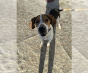 Mallard - Male Treeing Walker Coonhound Dog for Adoption - Photo #3