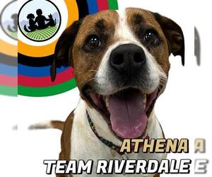 American Pit Bull Terrier-Unknown Mix Dogs for adoption in Brighton, CO, USA